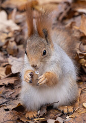 A squirrel is eating a nut