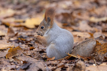 A squirrel is eating a nut