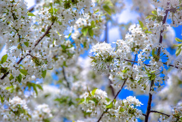 Cherry blossom branch in the garden in spring
