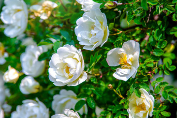 white rose on a green natural background

