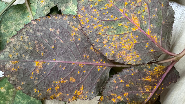 Rose rust disease