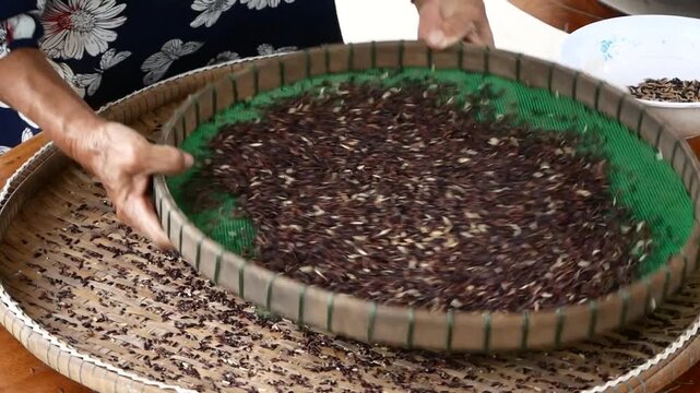 Farmer sorting rice grains on a traditional sieve by hand, representing organic farming, sustainable agriculture, and the traditional way of preparing rice grains with care and craftsmanship.