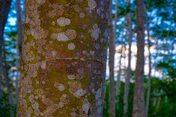 Close-up of a tree trunk covered in green moss and white lichen in a forest.