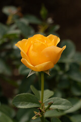 Roses blooming in Japan