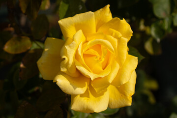 Roses blooming in Japan