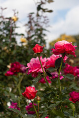 Roses blooming in Japan