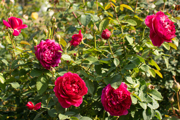 Roses blooming in Japan