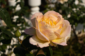 Roses blooming in Japan
