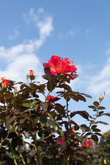 Roses blooming in Japan
