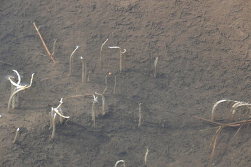 Vallisneria spiralis grass sprouts inside the water. Its common name straight vallisneria, tape...