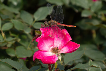 Roses blooming in Japan