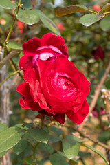 Roses blooming in Japan