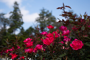 Roses blooming in Japan