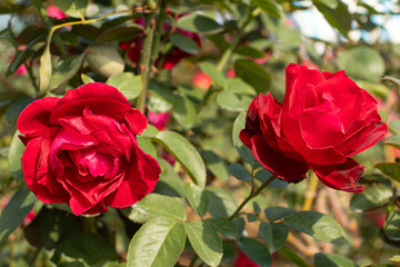 Roses blooming in Japan