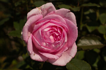 Roses blooming in Japan