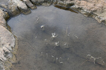 Vallisneria spiralis grass sprouts inside the water. Its common name straight vallisneria, tape grass and eelgrass. It is a submerged aquatic plant in the family Hydrocharitaceae.