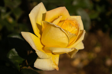 Roses blooming in Japan