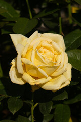 Roses blooming in Japan