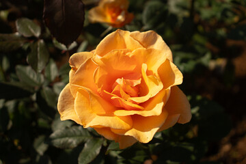 Roses blooming in Japan
