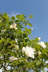 Roses blooming in Japan