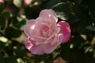 Roses blooming in Japan