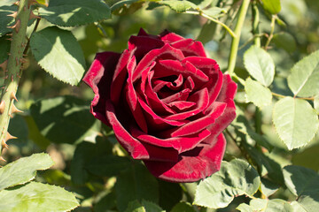 Roses blooming in Japan