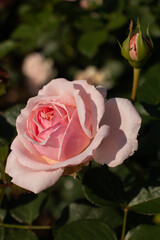 Roses blooming in Japan