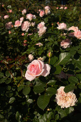 Roses blooming in Japan