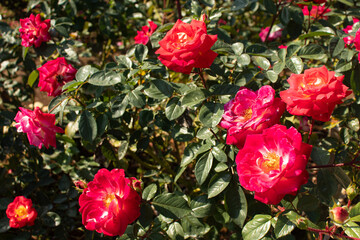 Roses blooming in Japan