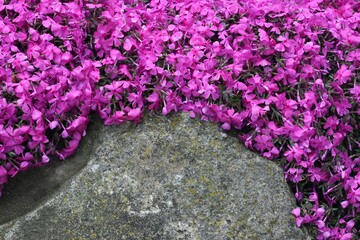 Detail of pink moss phlox (Phlox subulata) covering  big stones. Beautiful pink phlox flowers create natural background.