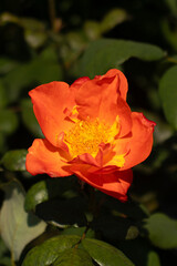 Roses blooming in Japan