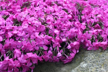 Detail of pink moss phlox (Phlox subulata) covering  big stones. Beautiful pink phlox flowers...
