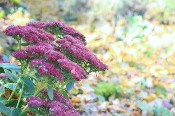 Flowering Sedum telephium in autumn garden. Red sedum flowers and colorful leaves  in the sun...