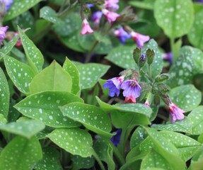 Pulmonaria officinalis, common name lungwort or Mary's tears. Pink and blue flowers of common...
