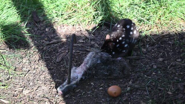 eastern Quoll, Dasyurus viverrinus, small carnivorous marsupial fast and agile solitary predator and endangered species living in a protective enclosure.