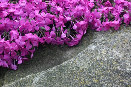 Detail of pink moss phlox (Phlox subulata) covering  big stones. Beautiful pink phlox flowers create natural background.