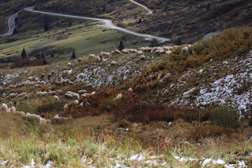 Flock of sheep at Sass Pordoi - Pordoi Pass- in the Sella Group Dolomites, South Tyrol, Italy