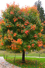 Maple tree in autumn at Lake Braies, South Tyrol, Italy