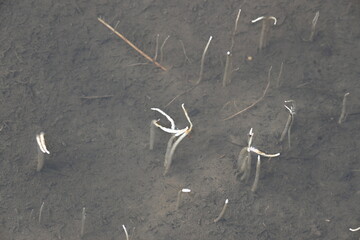Vallisneria spiralis grass sprouts inside the water. Its common name straight vallisneria, tape...