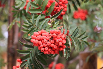 Rowanberry-mountain ash in autumn in close-up