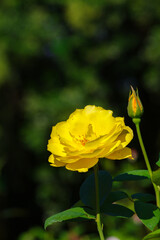 黄色の薔薇（ゴールドマリー'84）