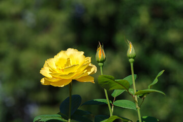 黄色の薔薇（ゴールドマリー'84）