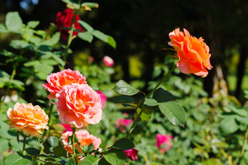 オレンジ色の薔薇（ブラスバンド）