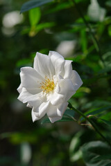 白い薔薇（アイスバーグ）