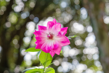 ピンクの薔薇（ブリリアント・ピンク・アイスバーグ）