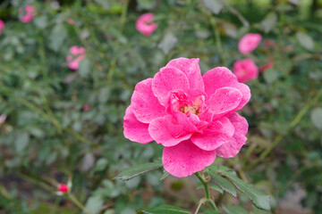 ピンク色のバラ（ミラト）