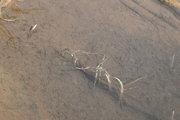 Vallisneria spiralis grass sprouts inside the water. Its common name straight vallisneria, tape grass and eelgrass. It is a submerged aquatic plant in the family Hydrocharitaceae.