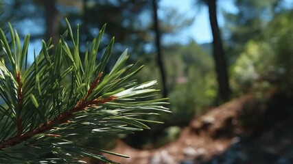 A sunlit pine branch with long green needles set against a soft-focus forest landscape with blue sky - Powered by Adobe