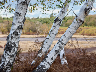 La Caldara di Manziana (ROMA) - Le bellissime Betulle Bianche