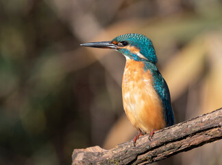Common kingfisher, Alcedo atthis. A bird sits on an old dry branch above the river